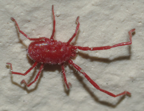 Erythraeidae: Balaustium?